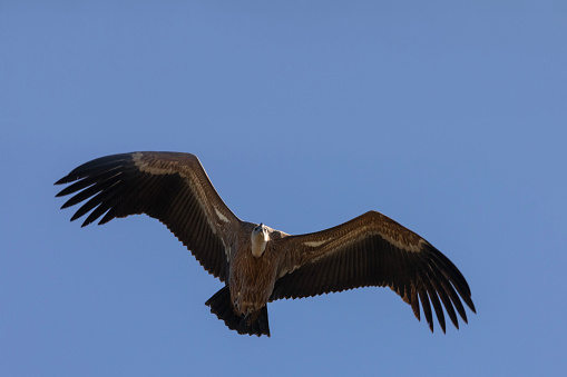 A wild Eurasian Griffon Vulture,  Gyps fulvus, in flight against clear, blue sky over Parque Natural del Estrecho, southern Andalucía, Spain.