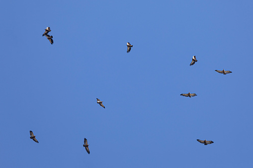 A flock of Eurasian Griffon Vultures  Gyps fulvus, flying in a thermal against clear, blue sky over Parque Natural del Estrecho, southern Andalucía, Spain.