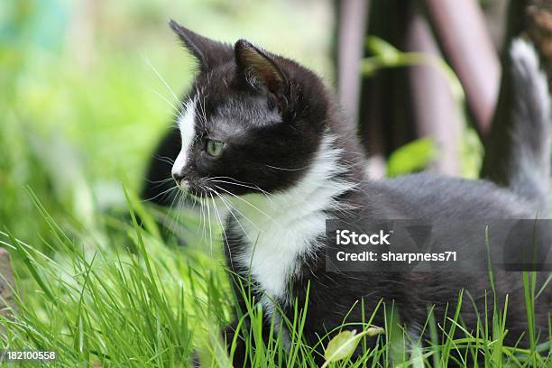 슈왈츠차지 Katzenbaby 3 검은색에 대한 스톡 사진 및 기타 이미지 - 검은색, 고양이 새끼, 노랑