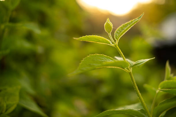 istock Hello spring. Fresh green branch with new leaves on blurred greenery spring summer background in garden park. New fresh foliage of green tree. Inspirational soft eco view. 1821010625