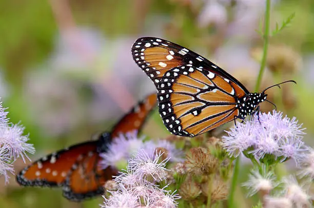 Monarch butterfies feeding on nectar of Gregg's Mistflower.