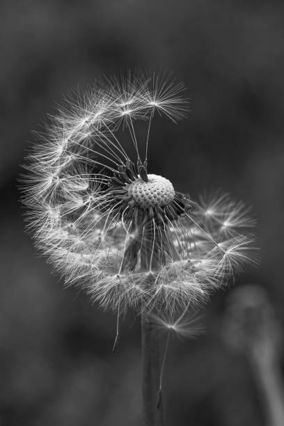 istock Dandelion flower seed in black and white 1821019439