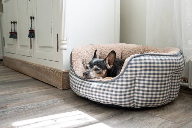 istock Old Russian Toy Terrier sleeping in a soft basket. 1821026265