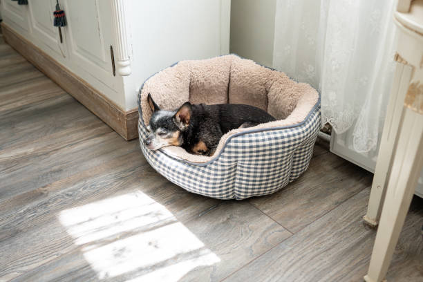 istock Old Russian Toy Terrier sleeping in a soft basket. 1821026274