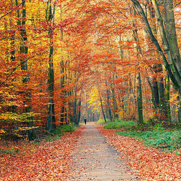istock Colorful autumn park 182102693