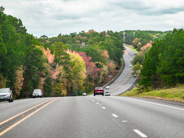 istock Beautiful trees align a highway in northern Texas 1821032705