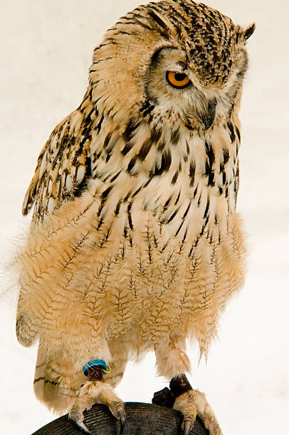 Bengal Eagle Owl stock photo
