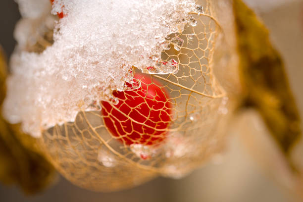 Red leaf with frost
