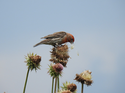 House finch