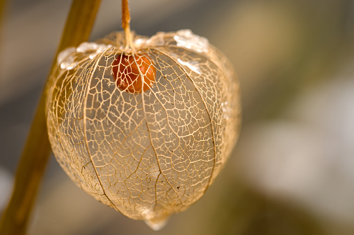 a dried orange physalis with snow in winter, detailed macro