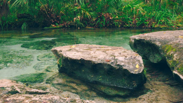 Natural Springs - River Flowing Though Rainforest Close Up Rocks - Florida Freshwater River Springs