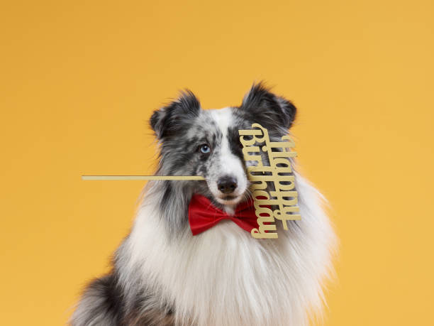 istock dog on a yellow background. pet's birthday. Marbled Sheltie with Celebration Box 1821046745