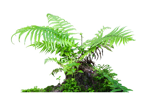 Tropical plant fern moss bush shrub tree isolated on white background with clipping path.4312
