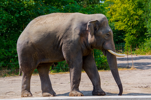 ASIAN ELEPHANT - Elephas maximus Linnaeus - in profile