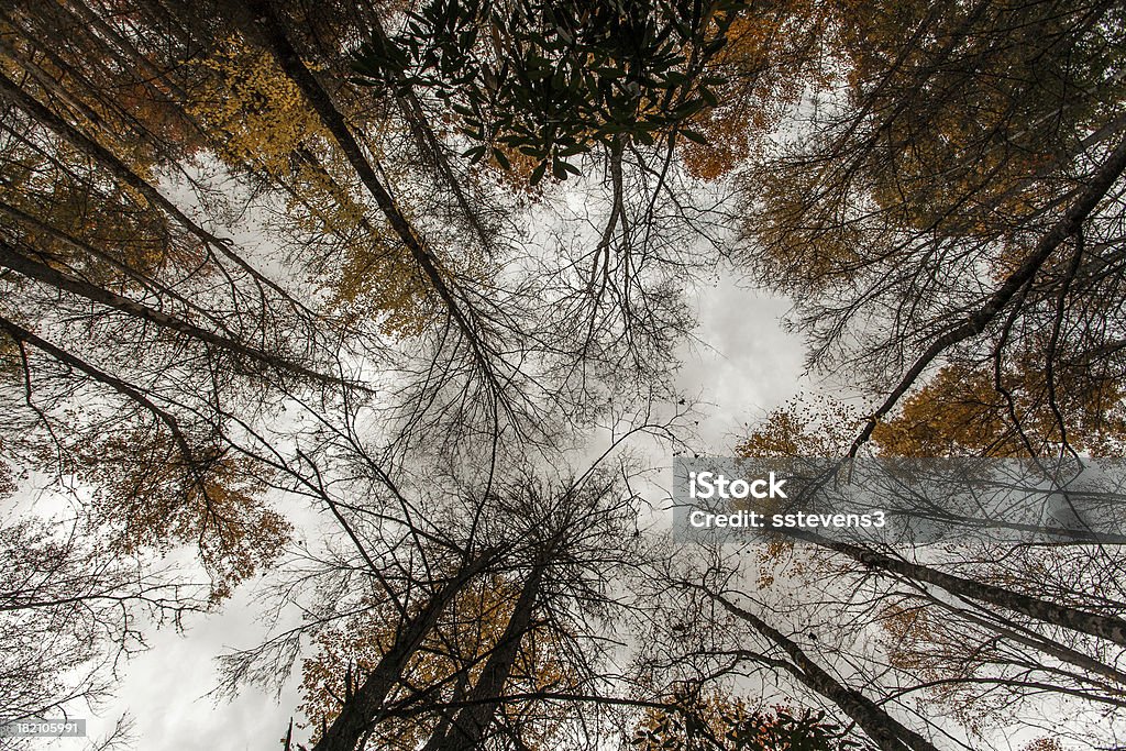 Árvores - Foto de stock de Bosque - Floresta royalty-free