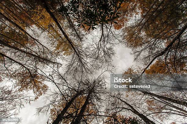 Foto de Árvores e mais fotos de stock de Bosque - Floresta - Bosque - Floresta, Carolina do Norte - Estado dos EUA, Céu - Fenômeno natural