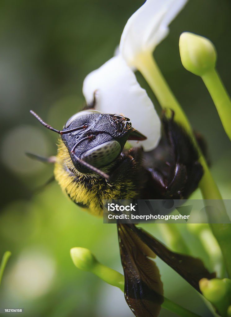 Abeille menuisière - Photo de Abeille libre de droits