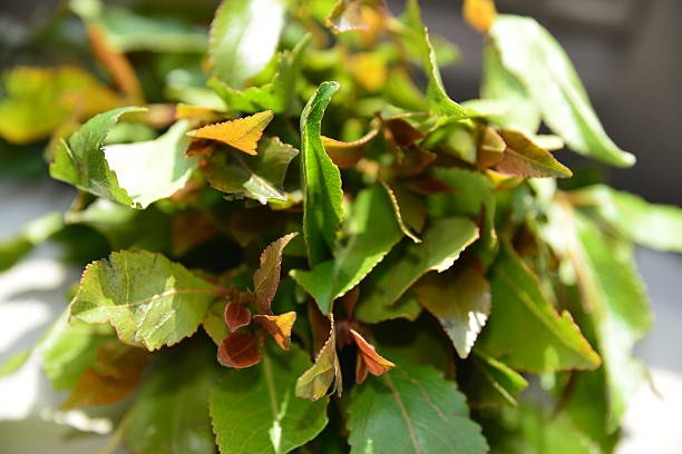 Khat Botanical 60+ Khat Leaves Stock Photos, Pictures & Royalty-Free Images - iStock