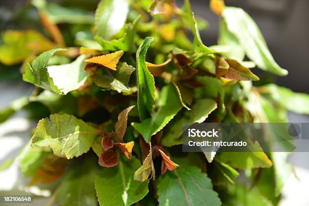 Khat Leaves Stock Photo - Download Image Now - Khat, Plant, Addiction