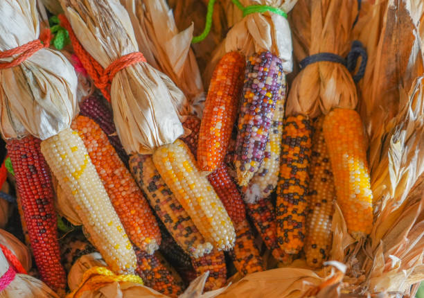 istock colorful ears of indian corn 1821080325