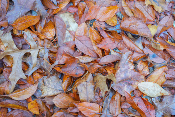istock fallen leaves as seasonal design background 1821086246