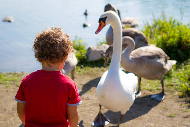 istock Toddler with a white swan 182108868