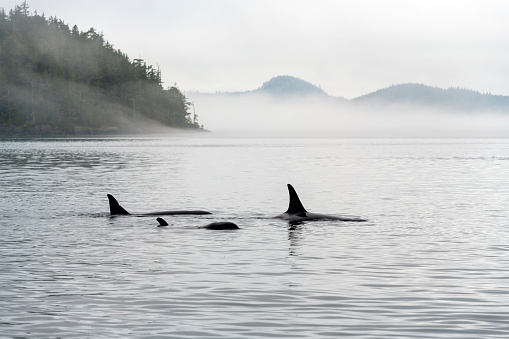 Three Orca (Orcinus orca) on whale watching tour, Telegraph Cove, Vancouver Island, British Columbia, Canada.