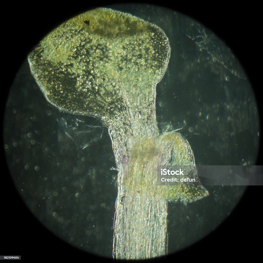 공장요 arabidopsis thaliana 루트 조직 micro - 로열티 프리 뿌리 스톡 사진