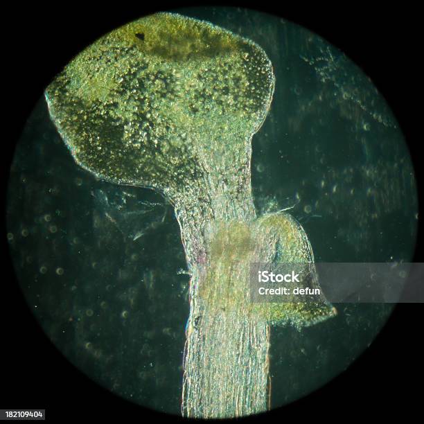 공장요 Arabidopsis Thaliana 루트 조직 Micro 뿌리에 대한 스톡 사진 및 기타 이미지 - 뿌리, 과학, 과학 실험