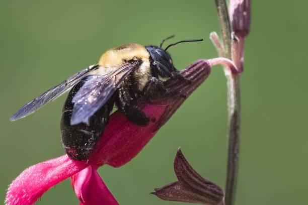 istock A female Eastern Carpenter Bee (Xylocopa virginica) feeding on a pink salvia flower. 1821095771