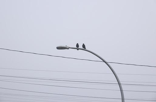 Low angle view of a pair of crows watching from a street lamp near an electrical grid. Autumn morning in Metro Vancouver, British Columbia.