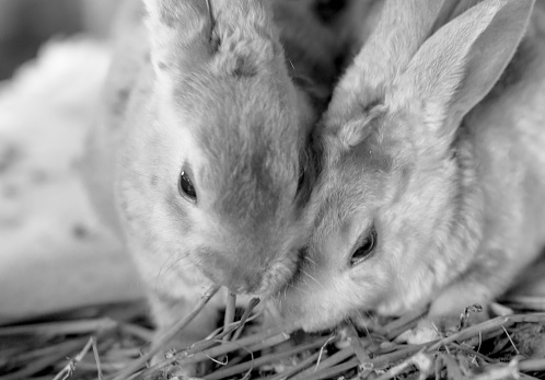 Two beautiful rabbits eating grass in a market of Arequipa, Peru. Black and white picture.