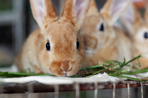 Beautiful rabbit looking at the photographer in a market of Arequipe, Peru.