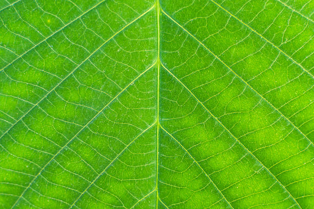 istock Detailed green leaf and nature can be beautiful. 182111242