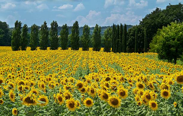 champ de tournesols de toscane - sun sunlight italy florence italy photos et images de collection