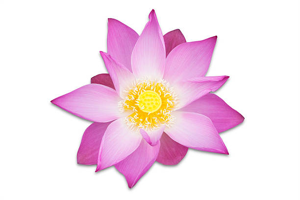 istock Lotus pink flower - isolated 182112296