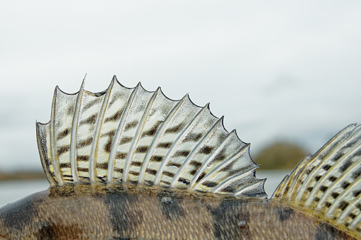 Dorsal fin of a walleye, close-up