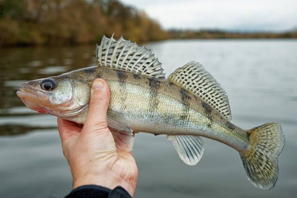 Volga zander in fisherman's hand, late fall