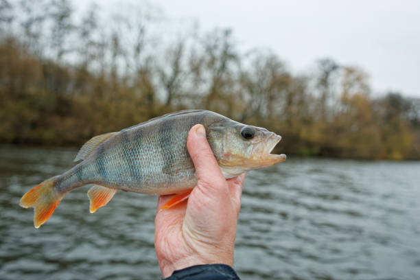istock Small European perch in fisherman's hand 1821125497