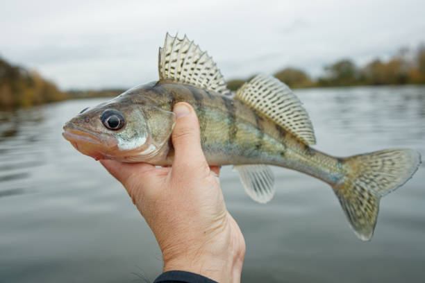 istock Volga zander in fisherman's hand, late fall 1821125505
