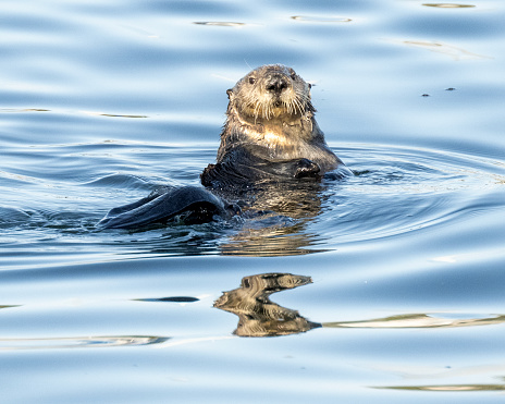 A sea otter swimming in Monterey Bay near Monterey, California.