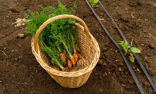 Wicker basket with organic carrots in the garden.