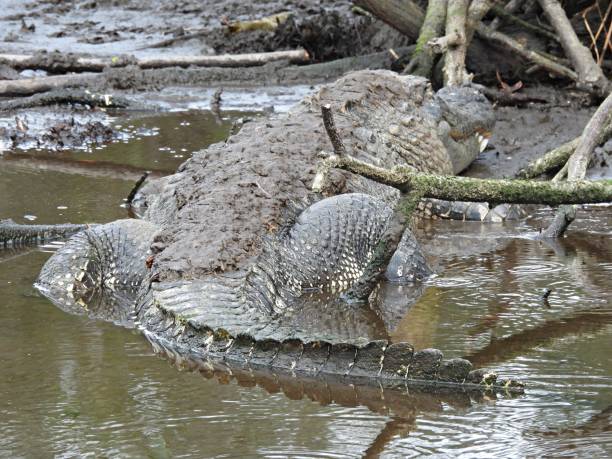 istock American Alligator (Alligator mississippiensis) - resting at water's edge 1821175344