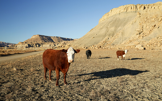 Free range cattle Grand Staircase-Escalante National Monument