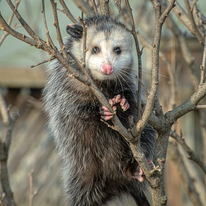 North American (Virginia) Opossum clinging to tree branches in the late afternoon.