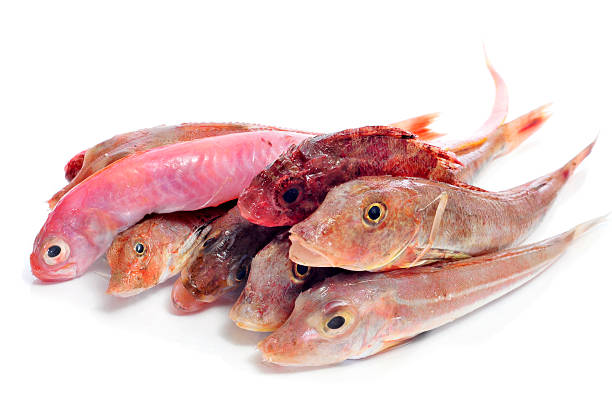 raw fishes closeup of some raw fishes on a white background shrimp goby stock pictures, royalty-free photos & images