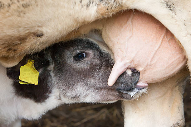 Young calf drinks milk stock photo