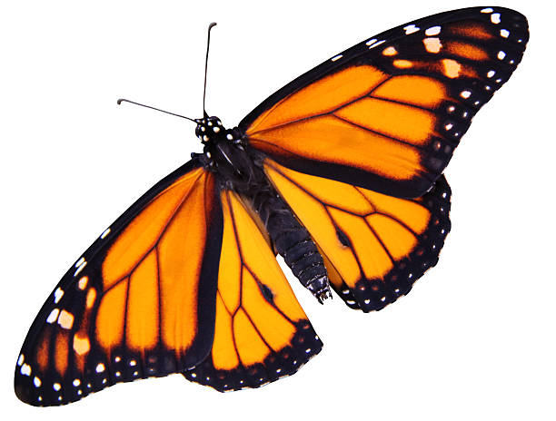 Monarch butterfly cutout on white background stock photo