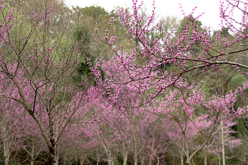 Several cercis siliquastrum trees blooming in a park with other green trees.