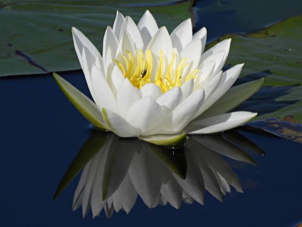 istock Tropical Water Lily (Nymphaea) - white flower 1821211392